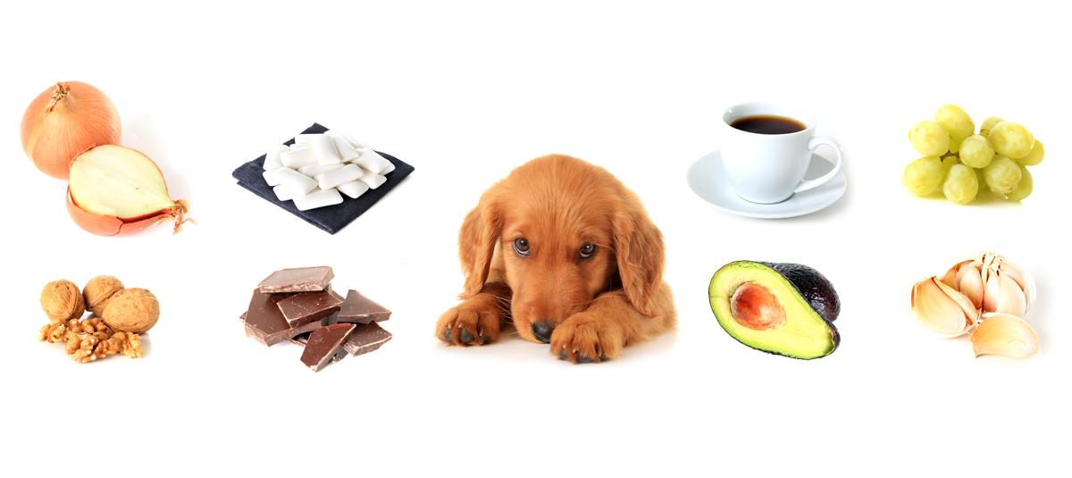 Strict new laws to crack down on unsafe pet food in South Australia